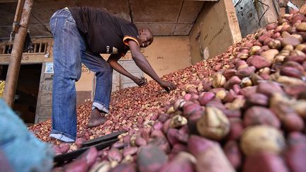 et de Bouaké. Bien que regroupés en association ou en coopérative, les producteurs exportent individuellement leur noix. En fonction de ses capacités financières et de ses relations à l’extérieur, chacun peut décider à tout moment de vendre sa production sur place ou à l’étranger», explique le site de l’actualité de l’économie africaine PMEPMIinfo. (Sia Kambou / AFP)