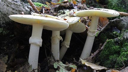 Des amanites phalloïdes, champignons vénéneux parmi les plus dangereux. (Cr&eacute;dits Photo : Creative Commons / Stu&#39;s Images)