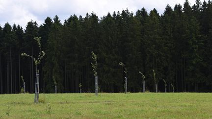 De jeunes arbres sont plantés à proximité d'une fôret. (MAXPPP)