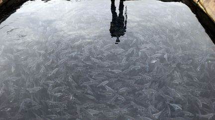 Une ferme piscicole pr&egrave;s de Marseille (Bouches-du-Rh&ocirc;ne), le 12 janvier 2012. (BORIS HORVAT / AFP)