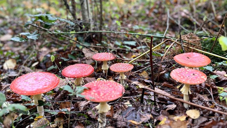 franceinfo junior. Pourquoi les champignons ne sont-ils pas tous comestibles ?