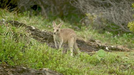 Australie : koalas, kangourous... la faune fascinante du 6e pays le plus grand au monde