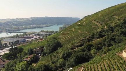 Rhône : dans les coulisses des vendanges en pente du côte-rotie