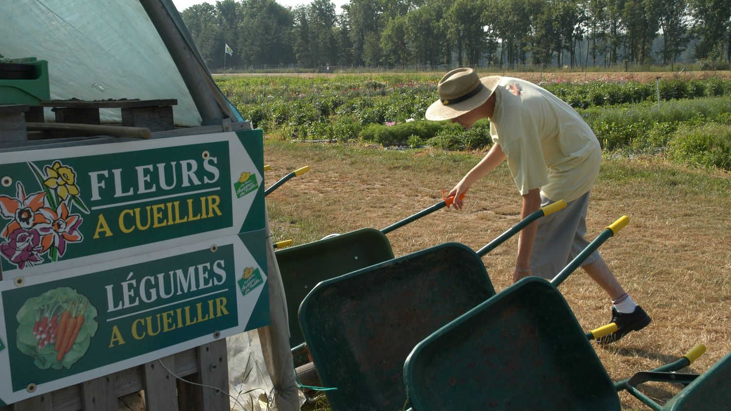 Les Cueillettes Chapeau De Paille Sont En Pleine Saison Le Circuit Le Plus Court Du Producteur