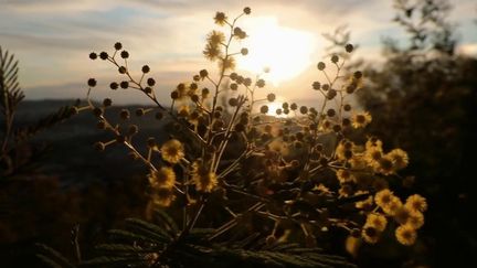 Nature : le mimosa illumine l’hiver (FRANCE 2)