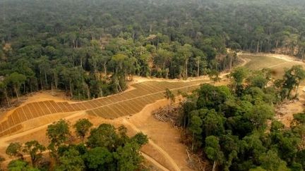 Gabon : champs convertis à la culture du palmier à huile dans la luxuriante forêt de Kango, à 60 km de Libreville. (AFP PHOTO / XAVIER BOURGOIS)