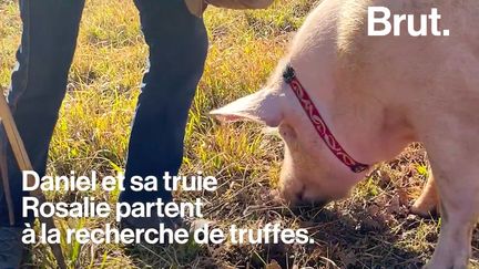 VIDEO. "Garder un cochon sur le canapé, c'est plus compliqué qu'un chien" : trufficulteur, il raconte (BRUT)