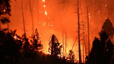 Des sapins brûlent dans un incendie à Twain en Californie aux Etats-Unis le 26 juillet 2021. (ROBYN BECK / AFP)