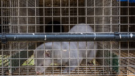 Illustration d'un vison dans un élevage en France. (JEAN-FRANÇOIS FERNANDEZ / RADIO FRANCE)