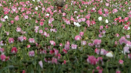 Un soldat am&eacute;ricain marche dans un champ de pavot en fleur &agrave; Zharay (Afghanistan), le 26 avril 2012. (BAZ RATNER / REUTERS)