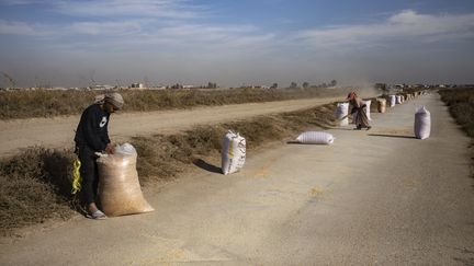 Syrian farmers harvest corn near the northern city of Raqqa on December 4, 2023. (DELIL SOULEIMAN / AFP)