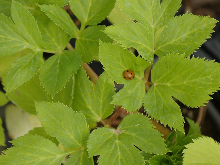 La coccinelle est capable de thanatose : quand elle sent un danger, elle fait la morte !&nbsp; (ISABELLE MORAND / RADIO FRANCE / FRANCE INFO)