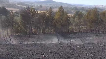 Un incendie s'est déclaré dans le massif des Alpilles, samedi 4 février. Il a été maitrisé par les pompiers et n'a fait aucun blessé, mais la sécheresse et un violent mistral ont alimenté les flammes durant plusieurs heures. (FRANCE 2)