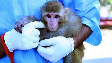 Un scientifique iranien tient un singe, le 28 janvier 2013, qui aurait &eacute;t&eacute; envoy&eacute; dans l'espace &agrave; bord d'une fus&eacute;e et en serait revenu vivant. (IRNA / AFP)