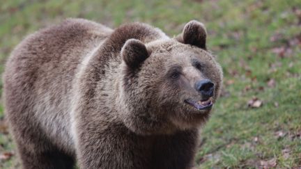 Le nombre d’incidents impliquant des ours ne cesse d'augmenter au Japon. Deux personnes sont mortes et 158 autres blessées en 2020. (Photo d'illustration). (MATTHIAS BEIN / DPA)