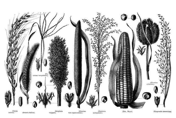 Gravure de plantes granuleuses :&nbsp;Oryza sativa, communément appelé riz asiatique, millet de sétaire (Setaria italica), maïs genêt, sorgho bicolore, grand millet, durra, (Sorghum vulgare),&nbsp;mil chandelle (Pennisetum typhoides),&nbsp;le maïs, maïs (Zea mays), le tef Eragrostis, Teff (Abisininė posmilgė). (2014-2020 TOMASZ SKOCZEN / GETTY IMAGES)