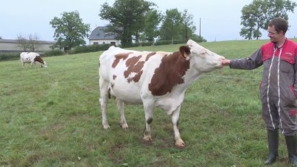 Cantal : les producteurs de Salers retrouvent le sourire grâce à la pluie