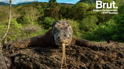 Découverte : la légende de Komodo