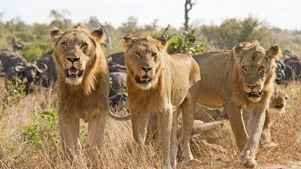 Des lions dans le parc Kruger en Afrique du Sud (JEAN-JACQUES ALCALAY / BIOSPHOTO)