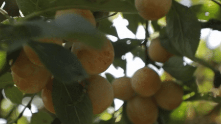 Agriculture : en Lorraine, la belle saison des mirabelles (france 2)