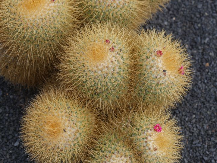 Mammilaria rodantha. (ISABELLE MORAND / RADIO FRANCE)