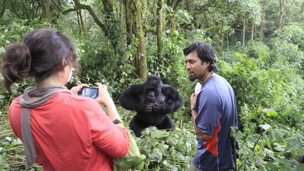 Des touristes photographient un gorille de montagne, en danger d'extinction, dans le parc national des Virunga en octobre 2012. (JAMES AKENA / X02107)