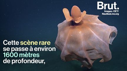 Cet octopode cousin de la pieuvre est capable de gonfler comme un chapiteau. Selon les scientifiques, cette technique lui permet d'échapper aux prédateurs.