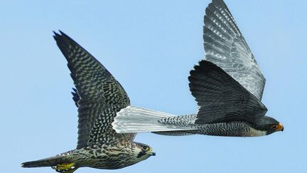 Le drone oiseau Robird de Pilgrim. (PILGRIM)