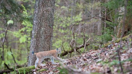 Un lynx dans une forêt du Haut-Rhin, le 28 mars 2018. (BRUNO MATHIEU / BIOSPHOTO)