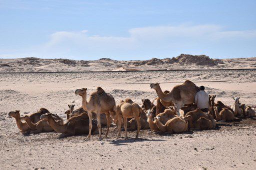 Troupeau de dromadaires aux environs de Nouadhibou (Mauritanie) (JOHANNES GLÖCKNER / PICTURE-ALLIANCE / DPA)