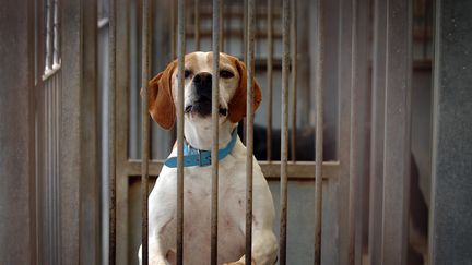 Un chien patiente dans une cage de la SPA de Gennevilliers en 2007. Image d'illustration. (MARTIN BUREAU / AFP)