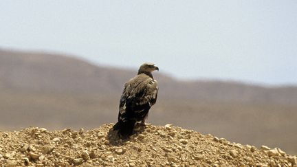 En Russie, les voyages d'aigles des steppes pucés dont les marqueurs envoient des SMS, ont ruiné des ornithologues (photo d'illustration).&nbsp; (ALAIN GUERRIER / HORIZON FEATURES / LEMAGE / AFP)