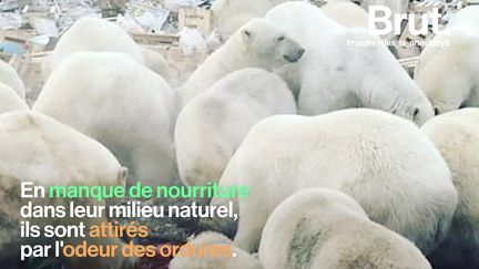 Le réchauffement de l'Arctique ne provoque pas que la fonte des glaces. Voici 4 autres conséquences terribles et inattendues de l'augmentation des températures.