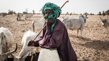 Dans le village de Mbetiou Peulh, les bêtes n’ont le droit de s’abreuver au puits qu’une seule fois par jour. "D'ici dix jours, je veux transhumer. Il n'y a pas d'eau, il n'y a pas de pâturage. Maintenant, j'ai peur, parce car il n'y a rien ici", se lamente le propriétaire d’un troupeau de 100 têtes.&nbsp; &nbsp; (JOHN WESSELS / AFP)