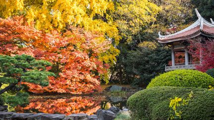 Le parc&nbsp;Shinjuku Gyoen à Tokyo (Japon), le 2 décembre 2017. (HENN PHOTOGRAPHY / CULTURA CREATIVE / AFP)