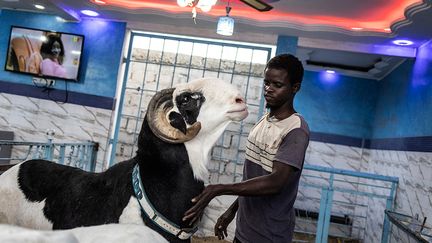 Comme le Ladoum peut être une source très importante de revenus, des éleveurs comme Abdou Fatah Diop qui en possède des dizaines se sont spécialisés dans son élevage. Pour lui, cet animal est "une véritable passion. J'en oublie tout le reste", avouant qu'il dépense davantage d'argent pour son bélier et ses brebis que pour sa propre famille. "C'est une race très prisée du fait de sa taille, de son poids, de sa splendeur. Le Ladoum est exceptionnel, on ne le trouve nulle part ailleurs", confie-t-il à l’AFP. &nbsp;Aux petits soins pour ses bêtes, il revend ainsi à prix d'or les agneaux à d'autres éleveurs, soucieux d'améliorer leur cheptel.&nbsp;&nbsp; (JOHN WESSELS / AFP)