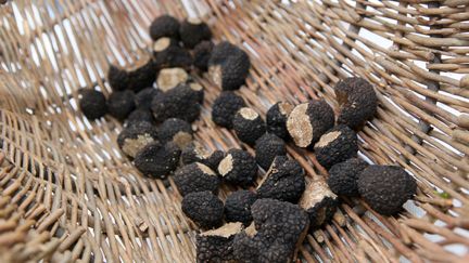 Des truffes de Bourgogne, à Nevers en 2013 (illustration) (TARDIVON JC / MAXPPP)