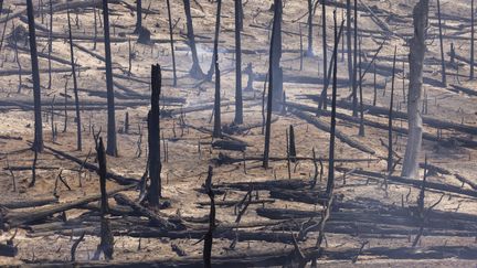 Des arbres brûlés, le 25 juillet 2022. Dans le comté de Mariposa, beaucoup d'arbres sont "morts sur pied" et "beaucoup d'arbres morts sont au sol", constate&nbsp;un porte-parole des pompiers. (DAVID MCNEW / AFP)