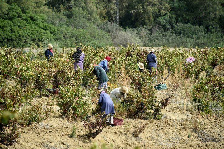 Vendanges à Gromalia (45 km au sud de Tunis) le 16 septembre 2016. La vigne est présente en Tunisie depuis l'Antiquité. (AFP - Fethi Belaïd)