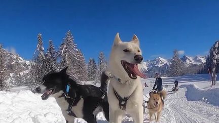 Montagne : découvrir les massifs alpins lors d'une balade en chiens de traineau (FRANCE 2)