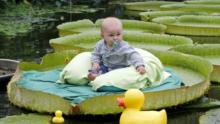 Shooting photo de b&eacute;b&eacute;s organis&eacute; sur des n&eacute;nuphars g&eacute;ants pr&egrave;s de Bruxelles (Belgique), le 24 juin 2012. (SEBASTIEN PIRLET / REUTERS)