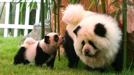 Des chow-chow "maquill&eacute;s" en panda, dans un parc &agrave; Zhengzhou,&nbsp;en Chine, le 8 juin 2010. (DONALD CHAN / REUTERS)