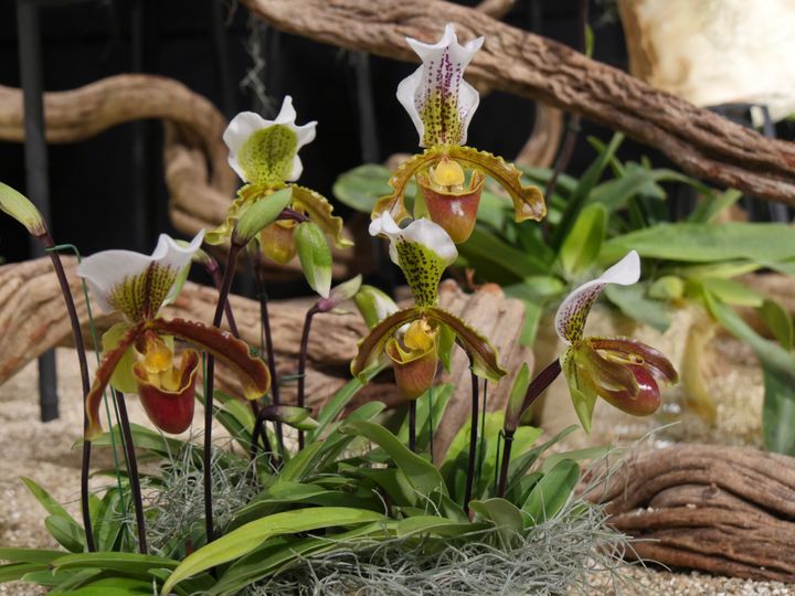 Paphiopedilum x actaeus (Collection d'orchidées du Luxembourg).&nbsp; (ISABELLE MORAND / RADIO FRANCE / FRANCE INFO)