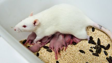 &nbsp; (Des rats élevés dans un laboratoire de l'INRA pour tester les effets du bisphénol A sur l'intestin © Frédéric Lancelot/Sipa)