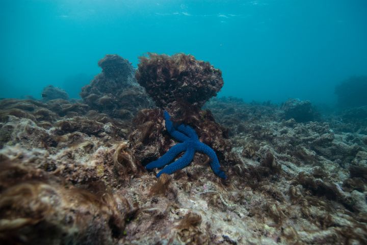 Une étoile de mer survit sur du corail mort. (XL CATLIN SEAVIEW SURVEY)