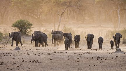 Photo non dat&eacute;e d'un groupe d'&eacute;l&eacute;phants dans le parc national de&nbsp;Hwange au Zimbabawe.&nbsp; (SUE FLOOD / GETTY IMAGES)