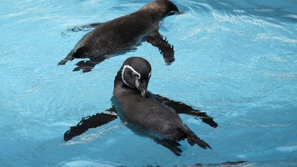 Des manchots de&nbsp;Humboldt, le 15 mars 2012, au zoo de Lima (P&eacute;rou). (MARIANA BAZO / REUTERS)