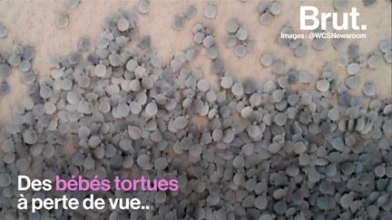 Des milliers de bébés tortues qui rejoignent la rivière… Ce spectacle extraordinaire, c'est celui d'une espèce pourtant classée en danger critique d'extinction et menacée par de nombreux prédateurs, dont l'homme.