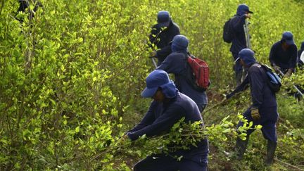 Arrachage de plans de coca en Colombie, dans le nord-est de Medellin, en septembre 2014, sous le contrôle de l'armée. (RAUL ARBOLEDA / AFP)