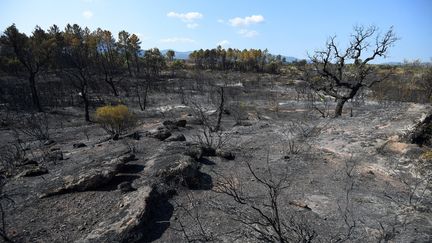 Des arbres calcinés dans le Var après des incendies, le 20 août 2021. (SYLVAIN THOMAS / AFP)